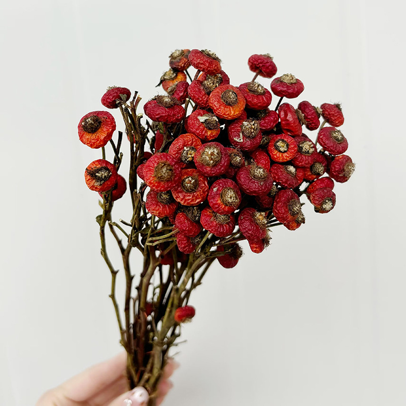 10 Unidades/Conjunto de Flores - Dried Flower Bunch avaliação e preço
