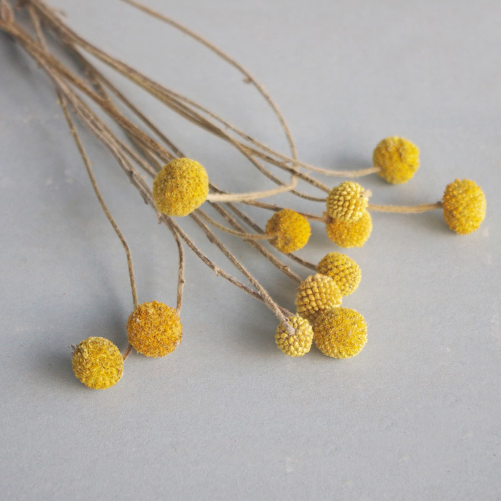 Buquês de flores de Craspedia  - Dried Flower Bunch avaliação e preço